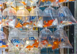 Poissons rouges dans sacs de transport