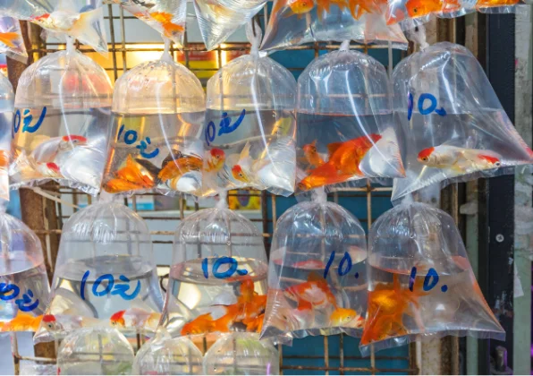 Comment transporter des poissons vivants et autres espèces aquatiques ?